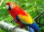 How Much Does a Parrot Cost